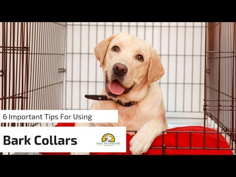 6-tips-for-anti-bark-collars-for-dogs