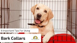 6 Tips for Anti Bark Collars for Dogs