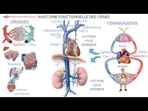 Vidéo: Anatomie, Fonction Et Diagramme Des Veines Maxillaires - Cartes Corporelles
