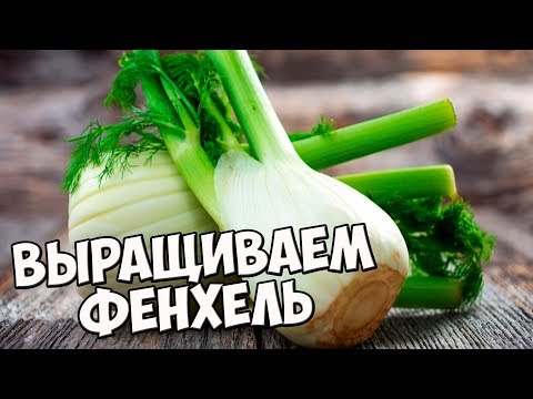 Как правильно выращивать ФЕНХЕЛЬ? 🌱Полезные свойства фенхеля