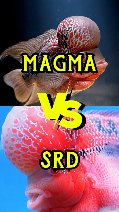 How to easily Spot Difference Between SRD and Magma Flowerhorn Fish? #viral #shortvideo #flowerhorn
