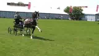 More novice Hackney horses from 2005