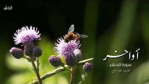 عطر مسامعك ️ أواخر سورة الحشر  القارئ مختار الحاج