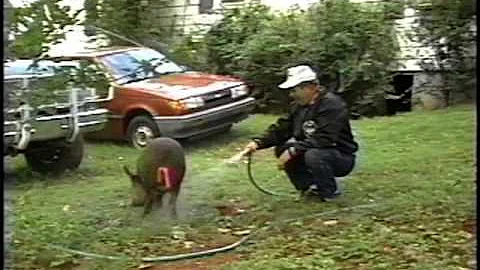 04 Clyde Turner's Pig