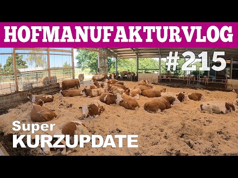 VLOG#215 Kurzupdate  Hofmolkerei Farmvlog