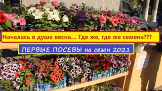 Вегетативка или Семена?Мои первые посевы Ампельной Петунии и Виолы.Мой выбор на рассадный сезон 2021