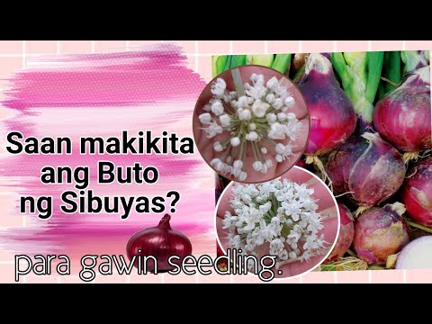 Video: Alamin nang eksakto kung kailan magtatanim ng sibuyas