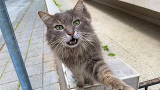 Incredibly beautiful cat abandoned on the street. This Cat is a house cat.