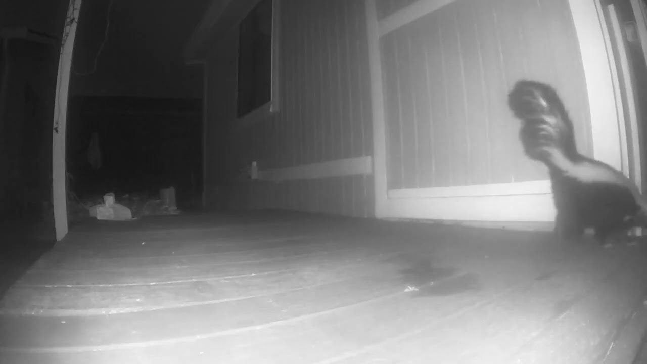 How to get rid of skunk - Finally left my yard after adding Mesh, finding new place to dig