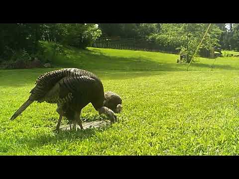 Turkey Trio