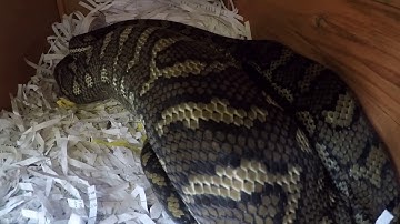 CARPET PYTHON FULL OF GUINEA PIG IN NERANG