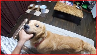 【飼い主目線】ゴルが家族にいるといつもこんな感じです