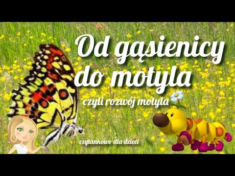 Wideo: Od Gąsienicy Do Motyla