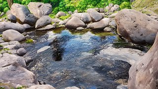 Echoes of the River | A Tranquil Journey Through Nature Perfect for Studying