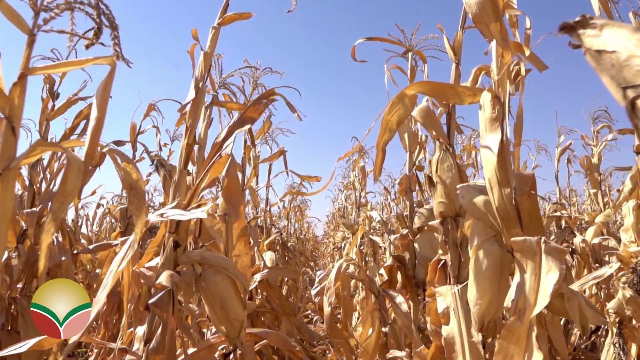 Commercial Maize/Mielie Farming Bothaville Grainvest Part 1 YouTube