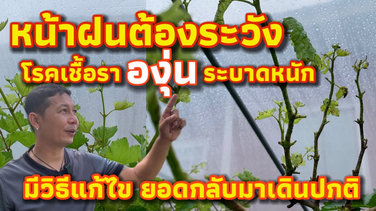 หน้าฝนนี้ต้องระวัง องุ่นเป็นโรคเชื้อราอย่าพึ่งตัดทิ้ง แก้ไขแบบนี้ ยอดเดินปกติ #4k