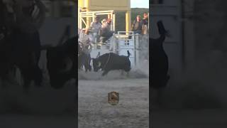 El Peso Pluma De La Satanica De San Lorenzo #torosbuscacaballos #toros #tradiciones #caballos