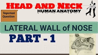 Lateral wall of nose || Head and Neck || Human Anatomy || Important Question Answer series ||