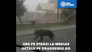 VIDEO Urs văzut pe străzile Mediașului. Autoritățile în alertă 2 video