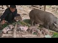 Wild boar baby growing up fast and healthy, Survival instinct, Wilderness Alone (ep184)