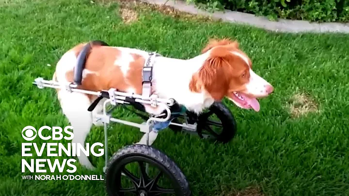 Dog that walks on hind legs after accident serves as inspiration