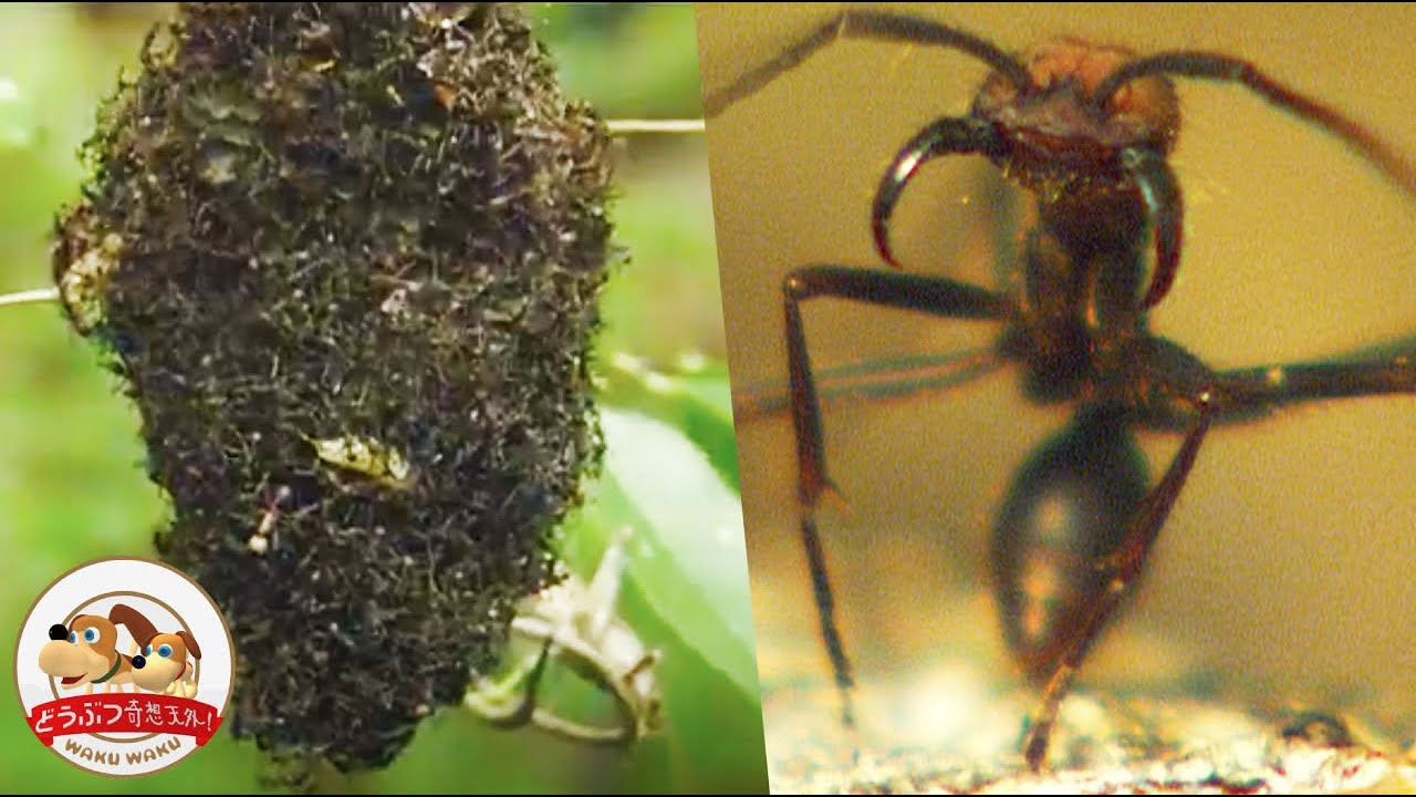 Viewer Discretion Is Advised Army Ants Attack A Wasp Beehive The Most Fearful Creature In Jungle Youtube