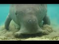Dugong dugon(sea cow) digging sea grass