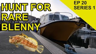 Britains Rarest Blenny: Chasing Scales Species Hunt (Episode 20)