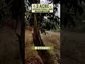 3 Acre Agricultural Land For Sale – Karjat.