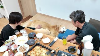 A time I loved in a place I loved. One last family reunion. 【Golden Retriever Japan】