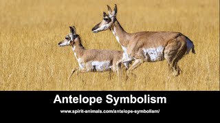 Pronghorn Antelope Symbolism - YouTube