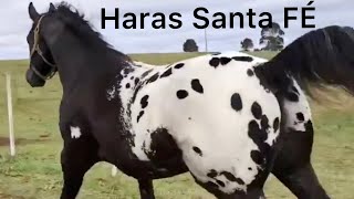 Incredible Appaloosa Horses From Haras Santa Fe