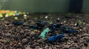 Bí kíp Hồ tép " bất tử ", Tép con đông như kiến sau 2 tháng setup