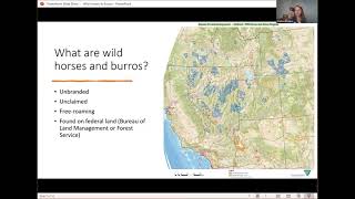 What You Want to Know: Wild Horses