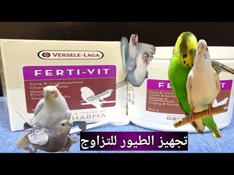 طريقة اعطاء تقديم الفيرتي فيت للطيور موسم التزاوج 