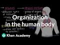 The Hierarchical Organization of the Human Body