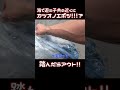 【警告】え!?猛毒生物がすぐ近くに!!!#shorts #カツオノエボシ #猛毒生物