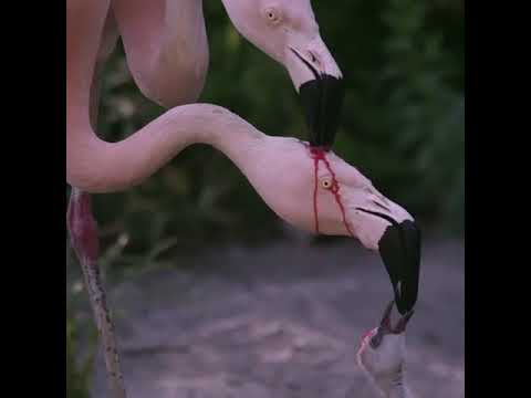 Фламинго кормит маму и птенца