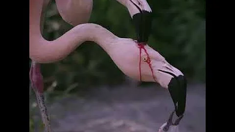 Фламинго кормит маму и птенца