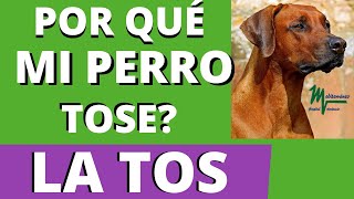 MI PERRO🐶TOSE como SI TUVIERA ALGO ATORADO.POR QUÉ MI PERRO TOSE?🤷🏼‍♀️