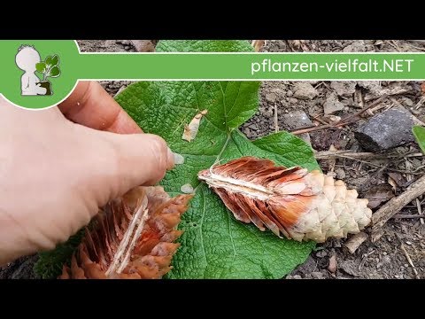 Video: Zeder (72 Fotos): Wie Sieht Ein Baum Aus? Wie Züchte Ich Setzlinge? Wo Wächst Die Zeder? Wann Fängt Sie An, Mit Zapfen Früchte Zu Tragen Und Wie Blüht Sie?