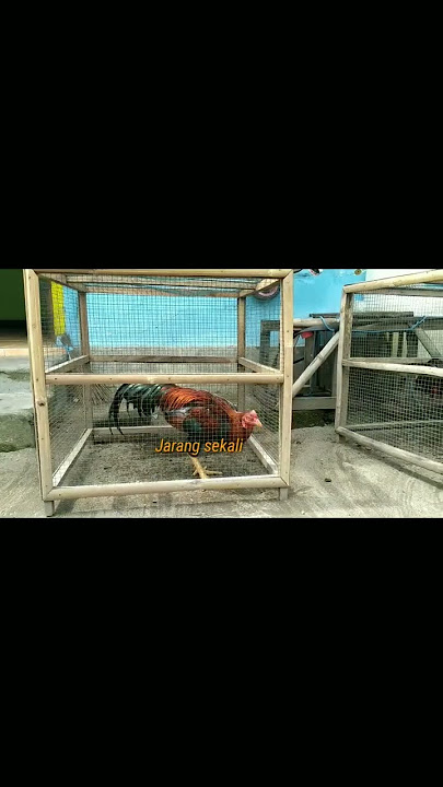 kata kata hari ini story w.a per ayam an  gaul #ayamjago #ayampakoy #ayamkampung
