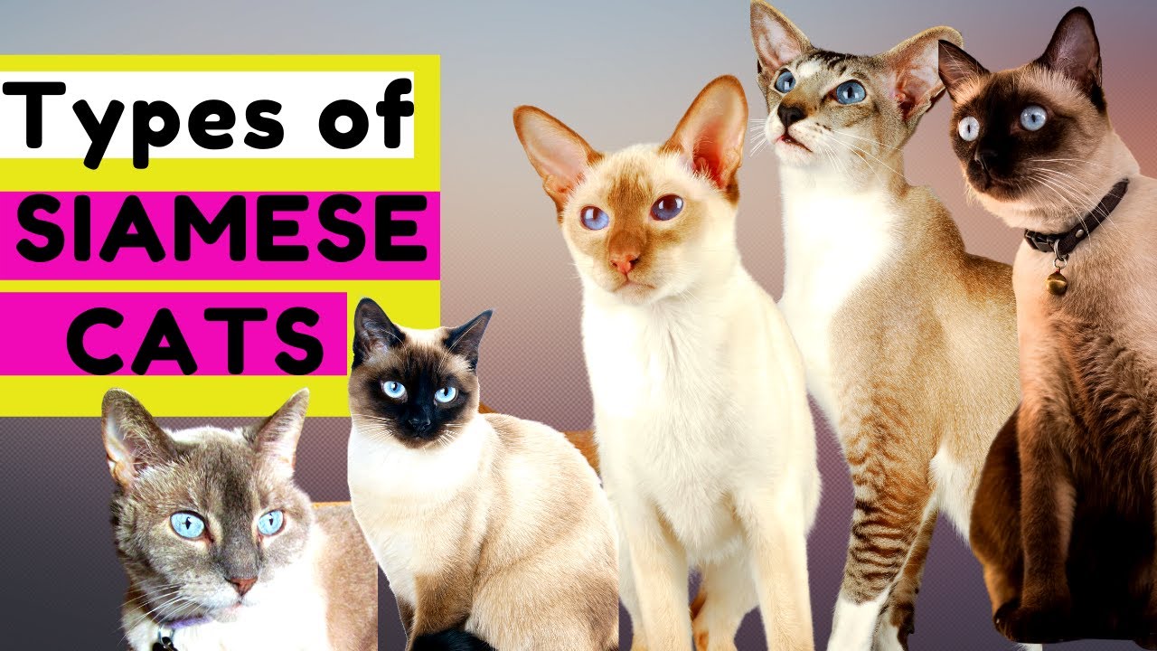 Types Of Siamese Cats?  