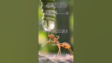 #اكسبلور @@ سورة النمل @@