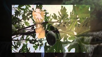 Dr. Dinah Dye | The Fig Tree: Curse or Blessing? - Part 3 | Forbidden Fruit