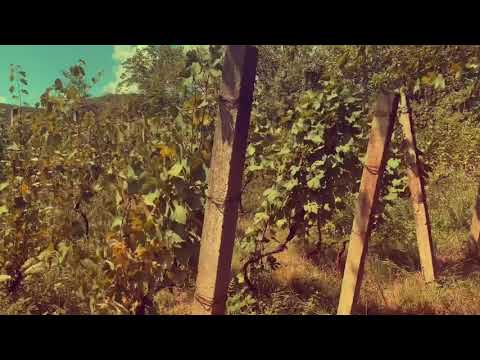 შრომის შედეგად მოვლენილი მოსავალი \"მატანი\"