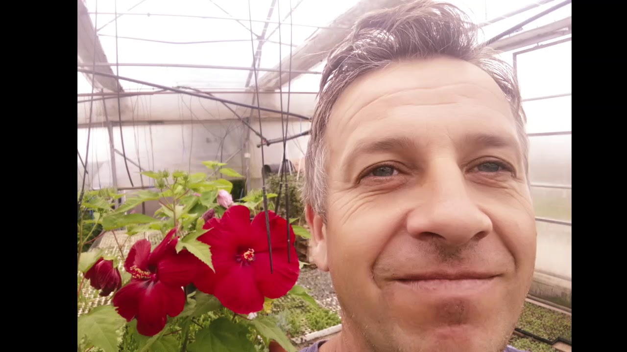 Hardy hibiscus, rose mallow, hibiscus moscheutos.... - YouTube