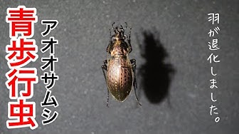 昆虫標本 Youtube