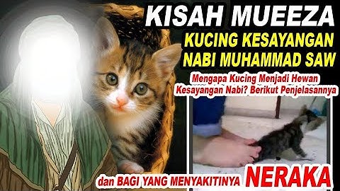 keistimewaan MUEEZA kucing kesayangan NABI MUHAMMAD SAW..