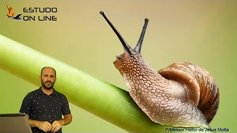 Como é feita a movimentação dos animais vertebrados?